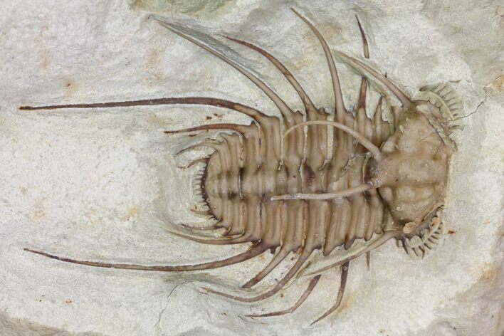 Rare, Spiny Ceratonurus Trilobite - Black Cat Mountain #170264